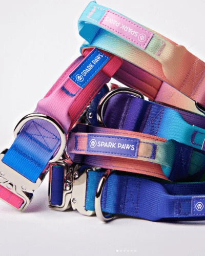 Dog Collar & Harness