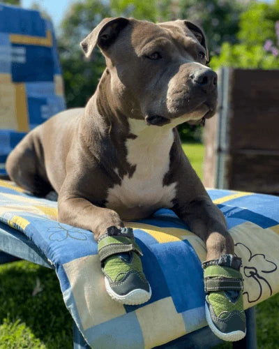 Dog Shoes & Boots
