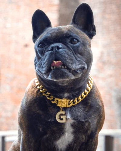 Dog Chain & Tags