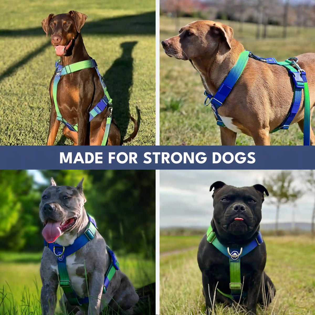 Comfort Control No-Pull Dog Harness Set - Lime Wave
