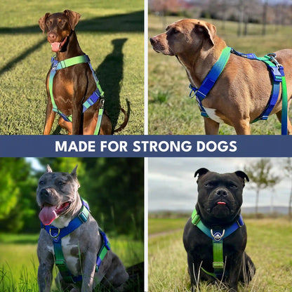 Comfort Control No-Pull Dog Harness Set - Lime Wave
